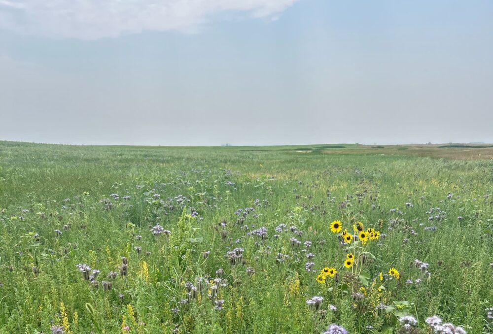 Adding acres of perennial forage to prairie landscapes helps manage invasive weeds while also boosting habitat for big game, ground-nesting birds and beneficial insects. 