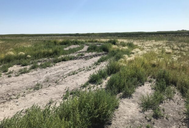 Fighting invasive weeds with grass, grit and know-how 