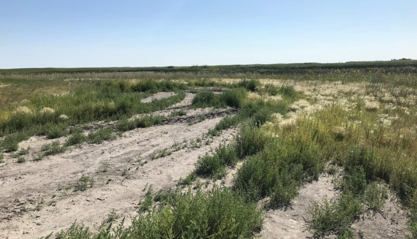 Fighting invasive weeds with grass, grit and know-how 