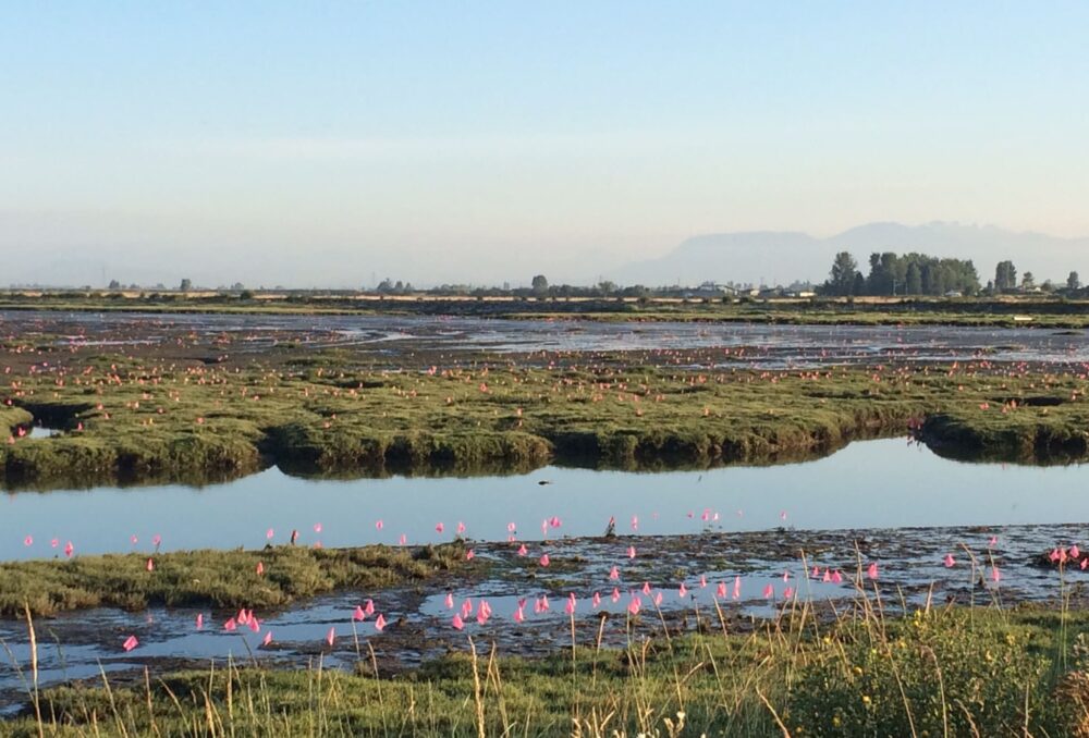 In 2016 a coastal B.C. landscape is covered in flagging markers indicating the presence of Spartina. Today, a similar landscape had only three plants to remove.