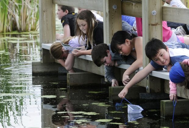 Critter Dipping