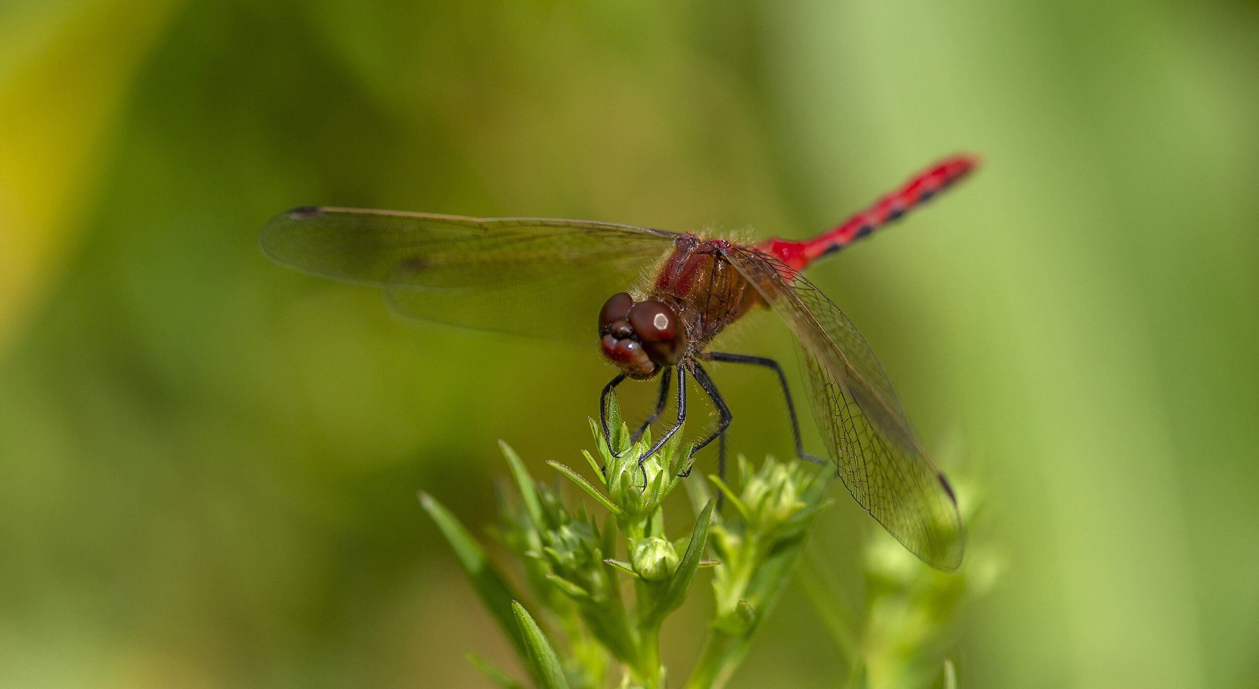 A red dragonfly perched on a plant.