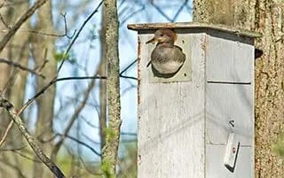 wood duck in nest box