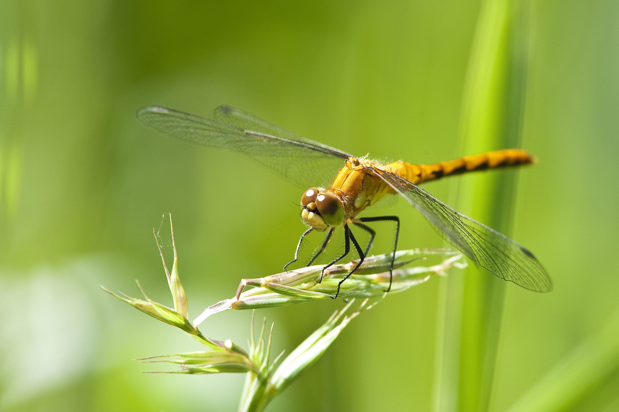 A yellow dragonfly perched on a plant.