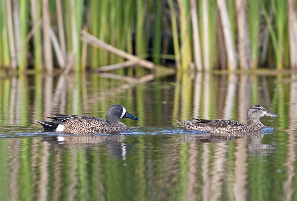 Blue-winged teal pair on a wetland. Wildlife are not the only beneficiaries of investments in wetland conservation; agriculture and communities benefit from healthy wetlands, too.