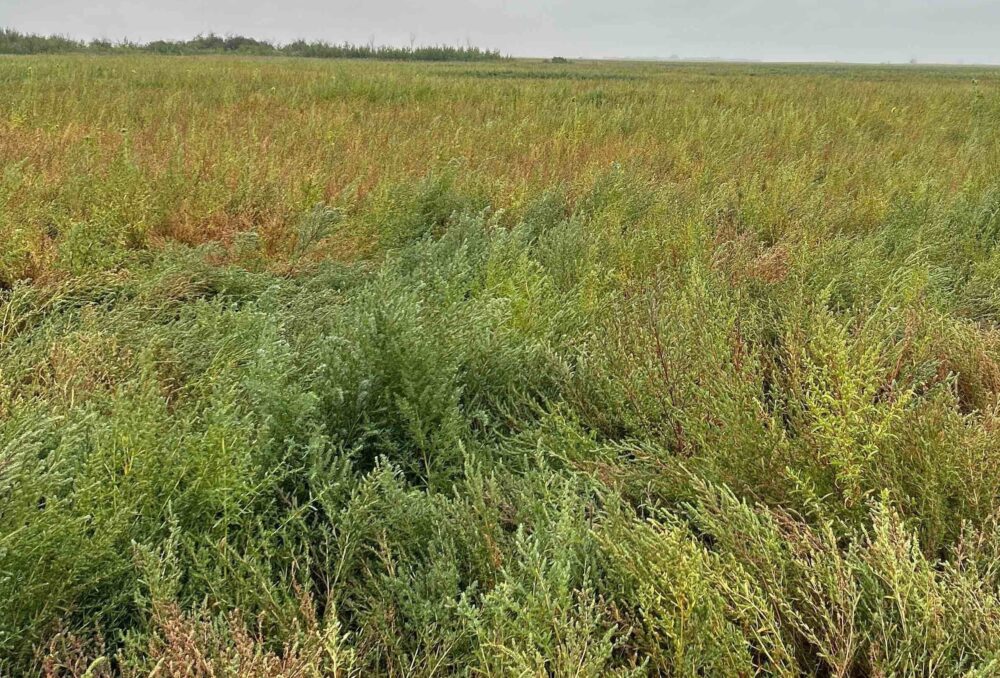 It’s a kochia jungle out there! Thanks to the competitive traits of this invasive weed and increasing herbicide resistance, kochia is becoming a real nuisance on the Prairies. 