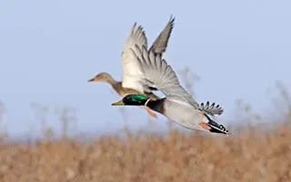 Pair of mallards flying