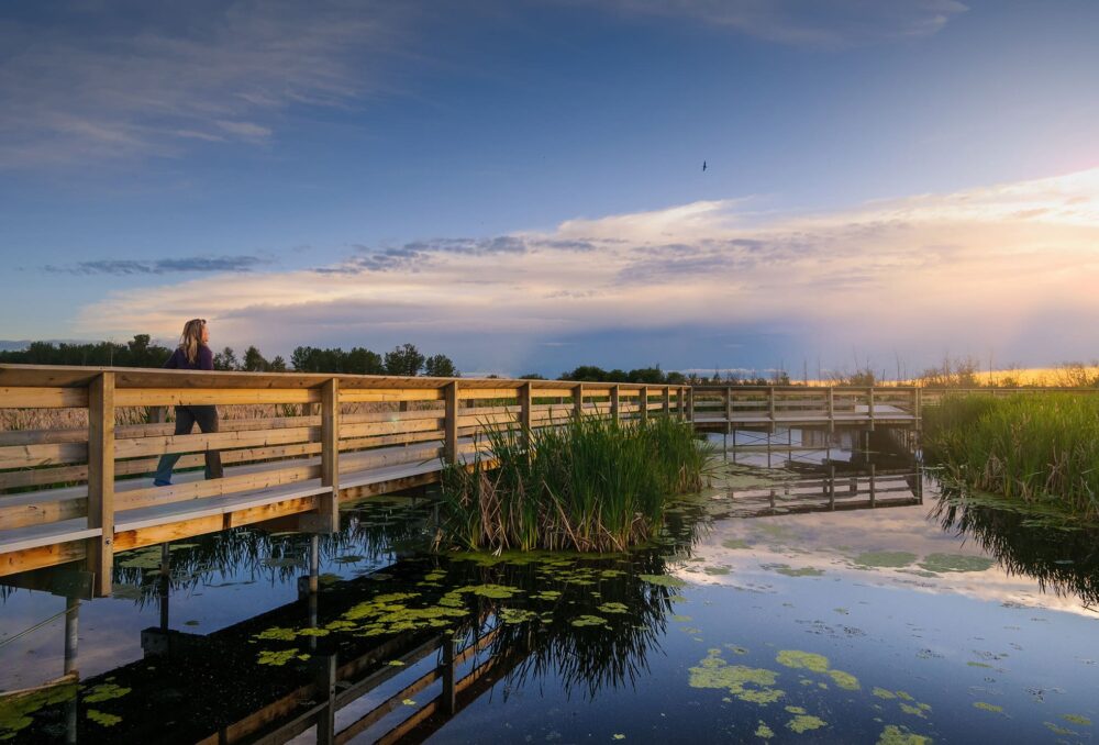 Taking in a tranquil evening along the John E. Poole Interpretive Wetland boardwalk near St. Albert, Alta.