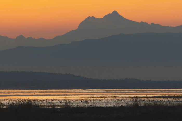 The marsh around Boundary Bay Regional Park is home to a great abundance of ducks, geese, shorebirds, raptors and other birds. It's one of my favourite places to go birding and to be immersed in nature. It's also an incredible place to watch the sun rise over the horizon.