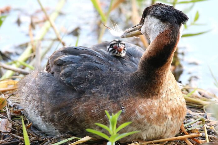 Love this photo of a red-necked grebe and her chick, taken in Penticton, B.C. I’ve lived most of my life in Penticton, where we are lucky to have wetlands where we can witness beautiful moments like this.