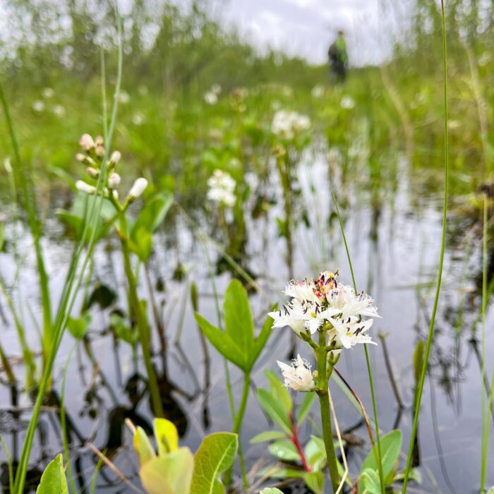 This wetland is near Conklin, Alta., where I spent a summer completing field research and learning to love the fen.