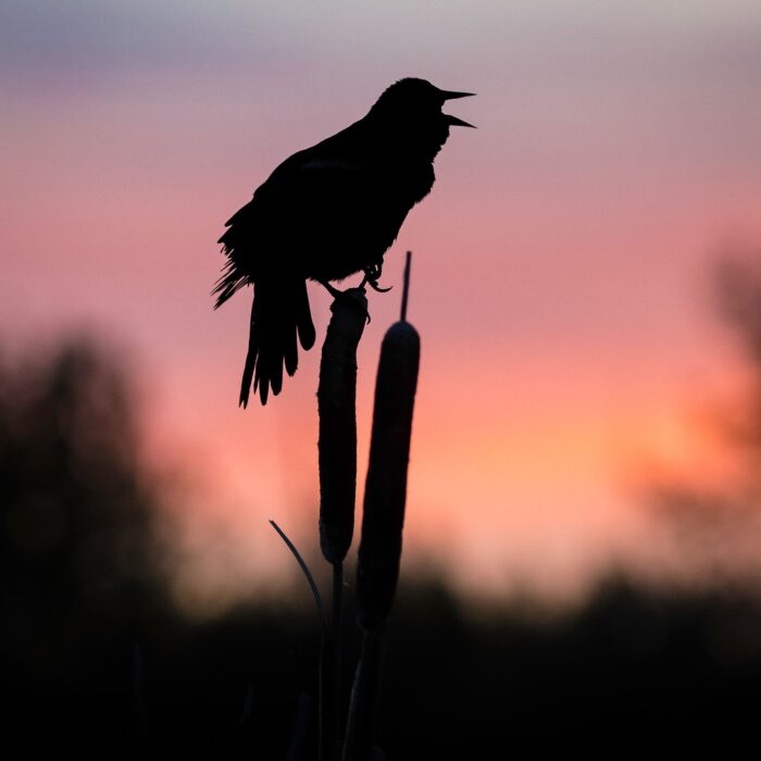 This photo was taken at the John E. Poole Wetland. I visit regularly for birdwatching and photography. It is a wonderful area to enjoy nature without having to travel far from the city.
