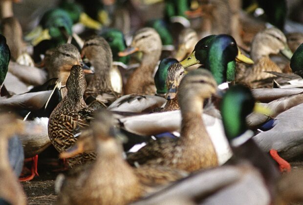 Dr. Bruce D.J. Batt Fellowship in Waterfowl Conservation