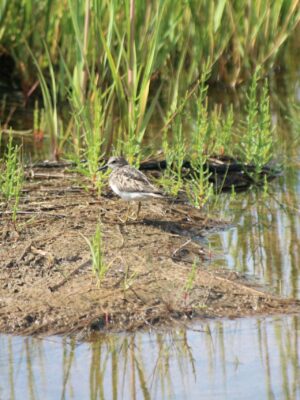 Treasured Wetlands of New Brunswick story map