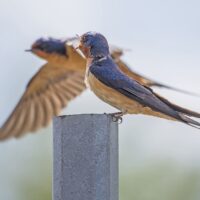 Lessons in habitat and hope
