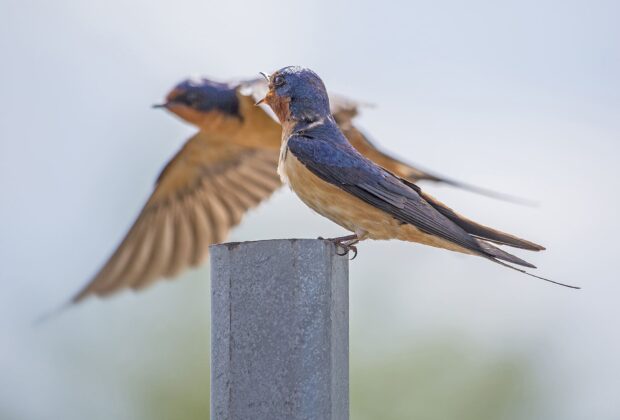 Lessons in habitat and hope