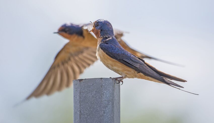 Lessons in habitat and hope