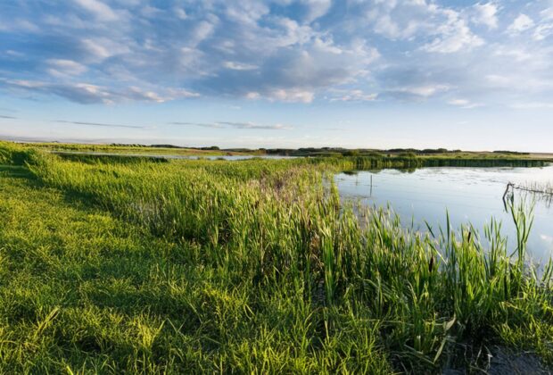 Bonnycastle Fellowship for Wetland and Waterfowl Research