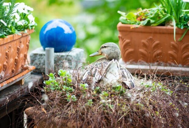 There’s a duck nest in my yard. What should I expect and what should I do?