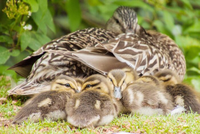 Mallard hen and ducklings.