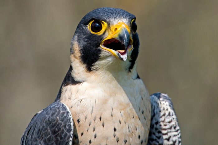 Peregrine falcon.