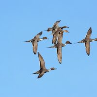 Institute for Wetland and Waterfowl Research