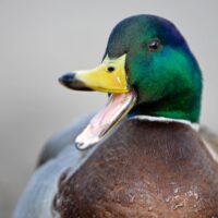 Greenheads are (truly) forever