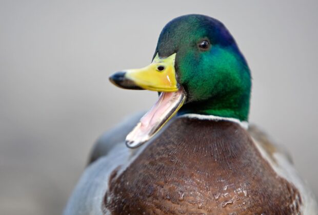 Greenheads are (truly) forever