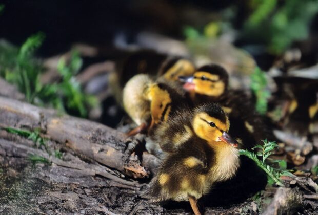 Spencer T. and Ann W. Olin Foundation Wetlands and Waterfowl Research Fellowship