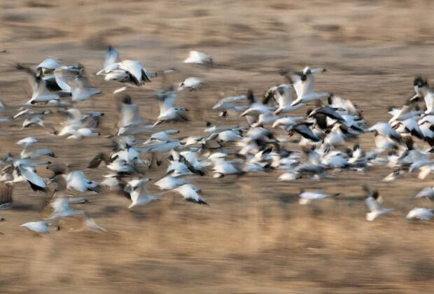 Waterfowl Research Foundation Fellowships