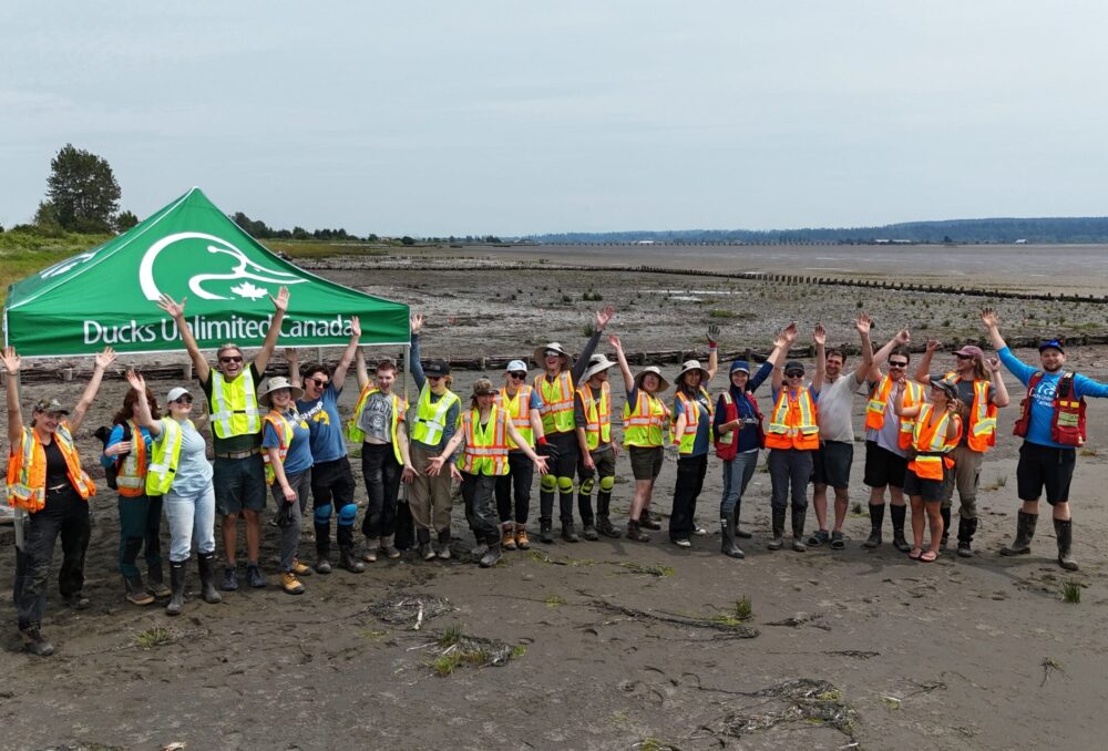 Tidal resilience is built by hand with this crowd of staff and volunteers from Ducks Unlimited Canada, City of Surrey's SHaRP program, Nature Force and multiple academic institutions.