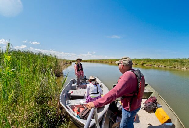 Invaders at Delta Marsh