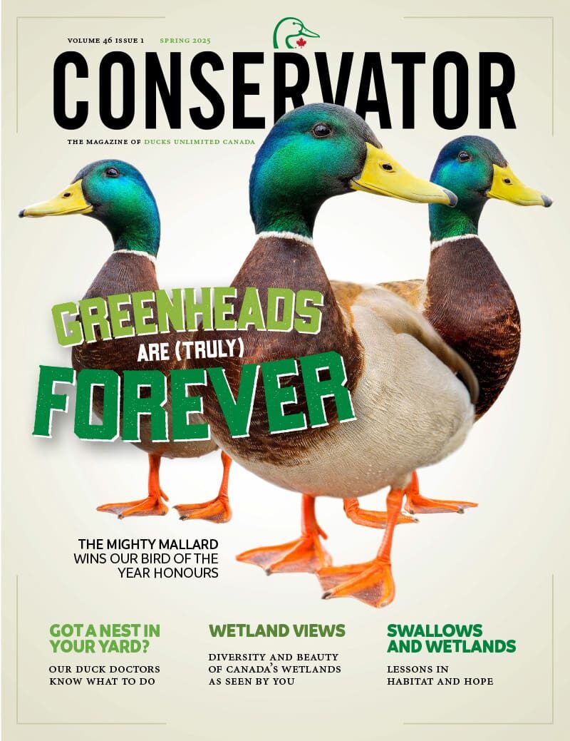 Cover Stories
