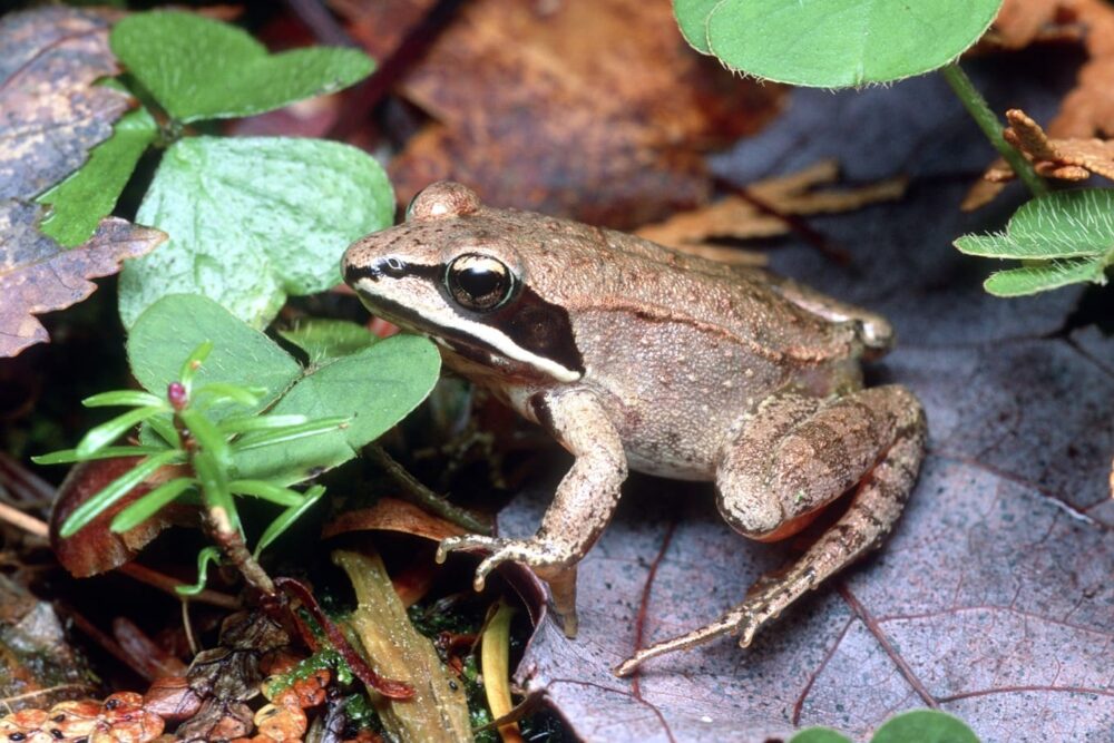 The wood frog, one of the species selected in the southern Outaouais and in the Laurentians to model ecological connectivity.