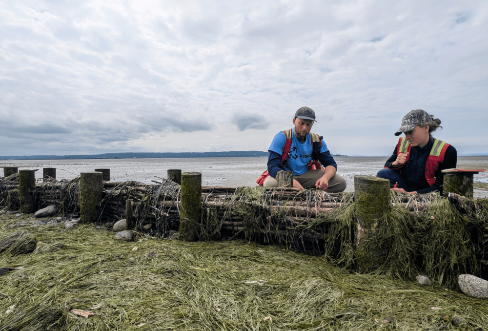 DUC staff Eric Balke and Jamie Gauk inspect the brushwood dams. Some sections were damaged by waves in the past, so new solutions for how to secure the bundles are in development.