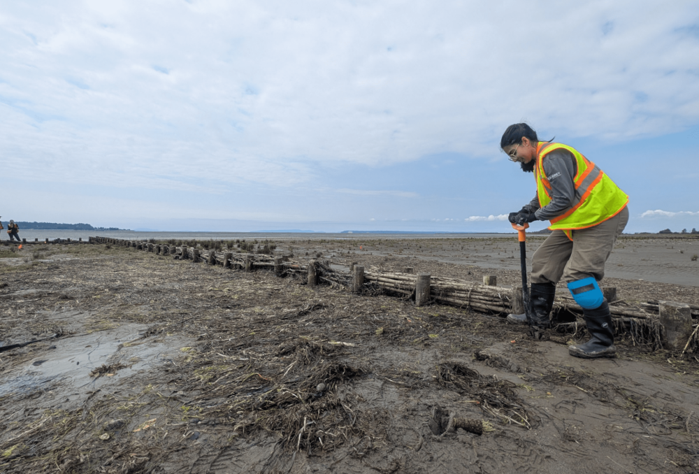 A staff member from the City of Surrey SHaRP program plants plugs along the brushwood dam.