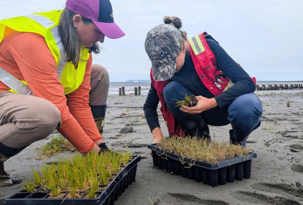 Thousands of new plants added to Surrey’s Living Dike