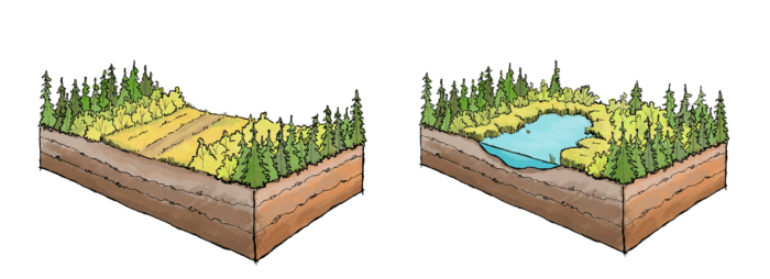 Illustrated firebreak and boreal wetland