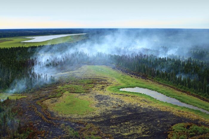 Boreal forest