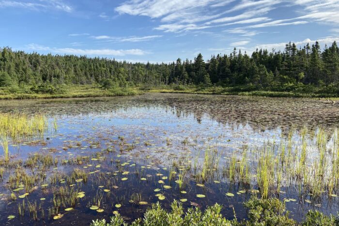 DUC’s conservation of the Empire Avenue Wetland ensures that it continues to be a haven for wildlife and people, and becomes a key piece of natural infrastructure for the city of St. John’s, helping to filter runoff and mitigate flooding.