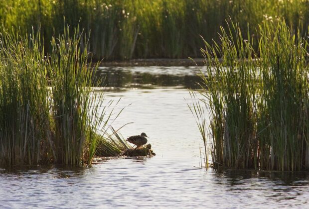 Impact of Climate Change on Prairie Landscapes and Waterfowl