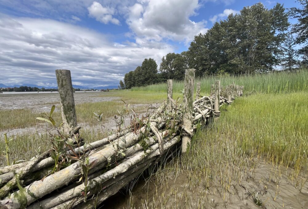 A brushwood dam made of natural materials slows down water and traps sediment, allowing for accumulation and growth on the edge of Tilbury Island.