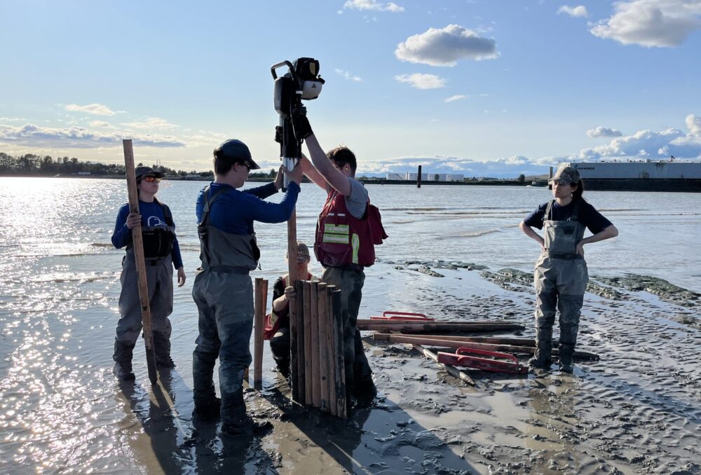 Untreated wooden posts are driven into the sediment to create structures that slow down water and trap sediment on the edge of Tilbury Island. 