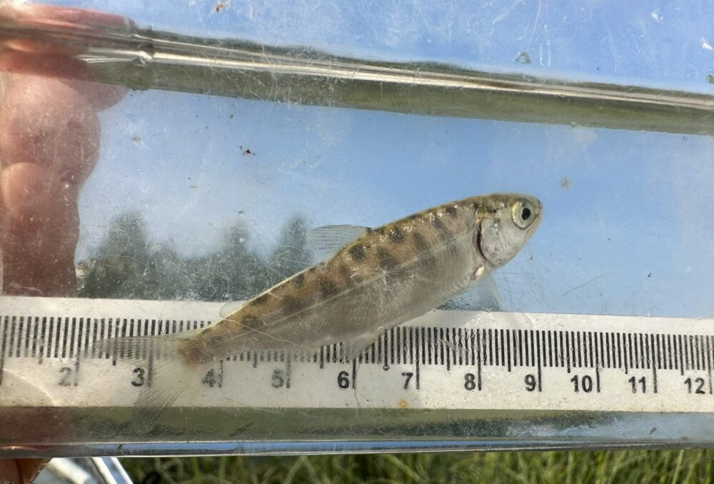 A salmonid is briefly caught, measured, recorded and then released as part of ongoing monitoring.