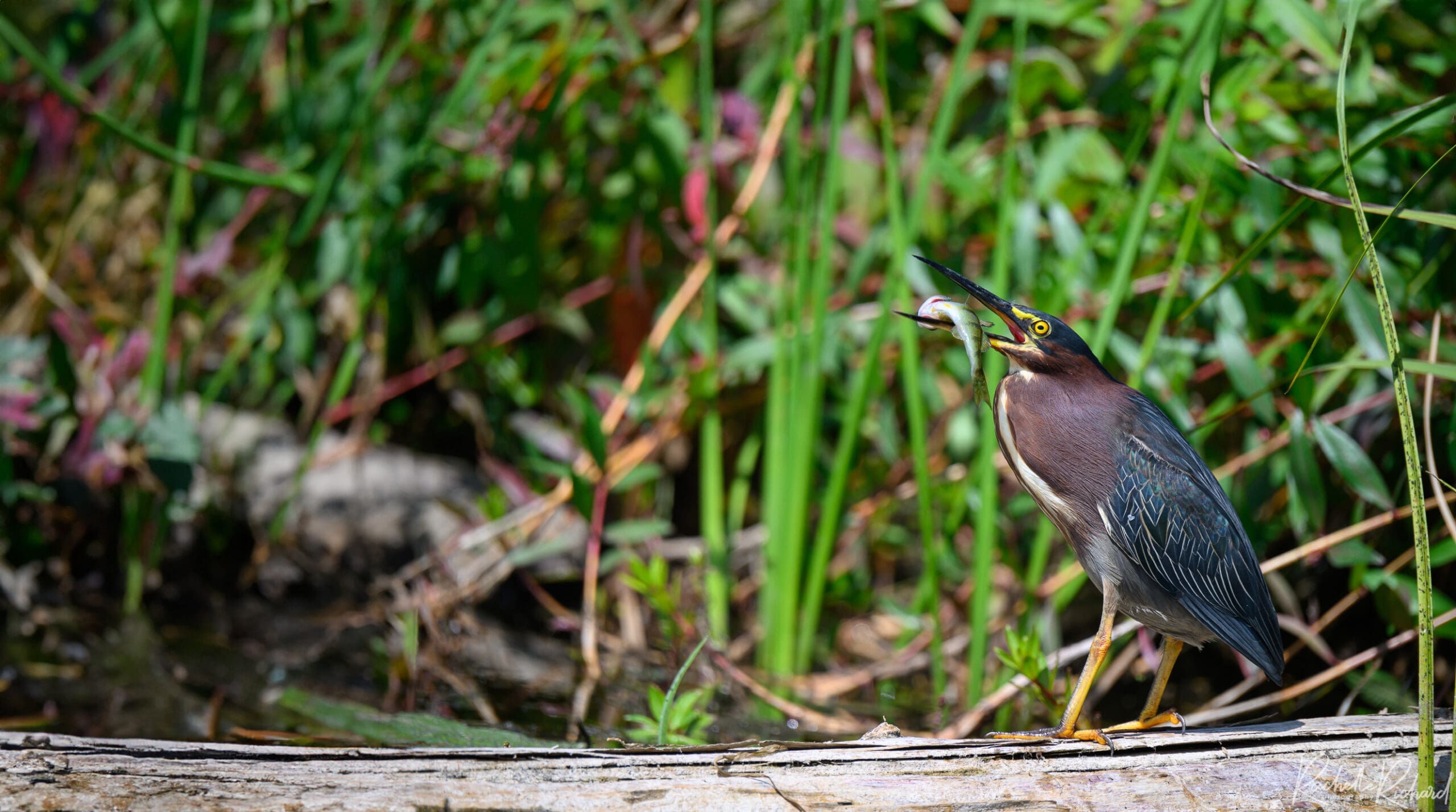 A bird with a fish in it's mouth.