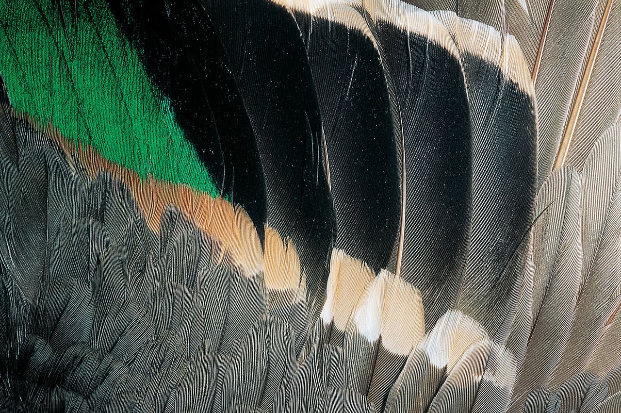 Green-winged teal wing detail, with speculum.