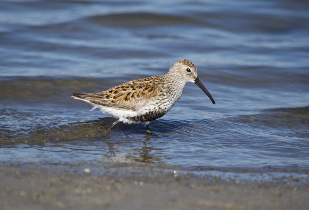 A dunlin walks along the shoreline. Flocks of dunlin exceeding 120,000 birds have been observed in the past in the Fraser River Estuary.
