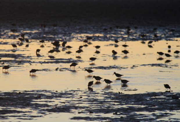 Celebrating 20 years of shorebird conservation in the Fraser River Estuary