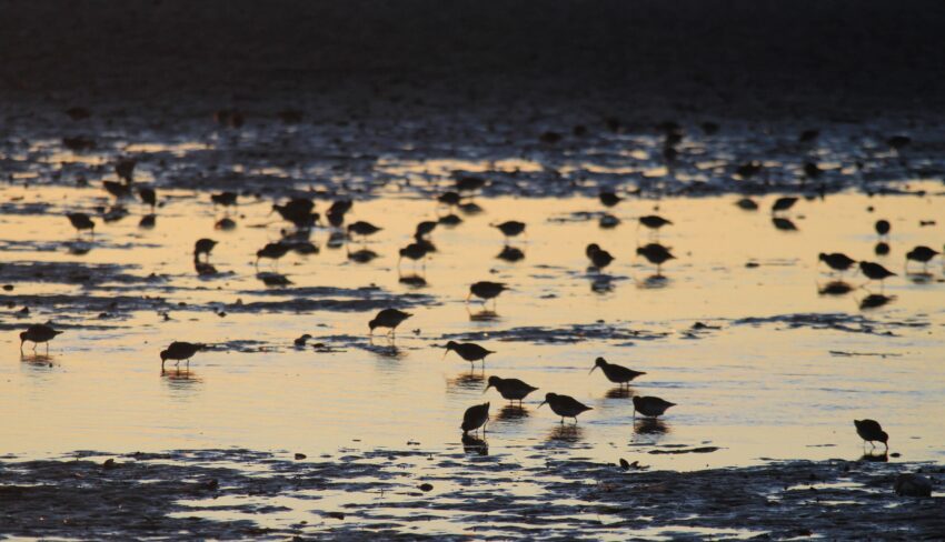 Celebrating 20 years of shorebird conservation in the Fraser River Estuary