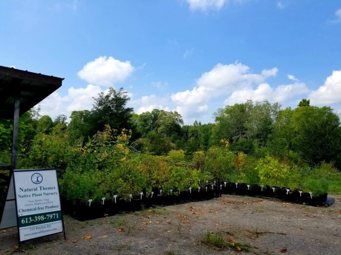 Outdoor storefront at Natural Themes Native Plant Nursery.